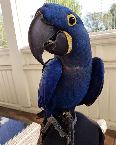 Hyacinth macaw for sale - Hyacinth Macaw Parrots. Super Tame Healthy Gorgeous Adorable Great Personality Hyacinth Macaw Parrots For Sale.They are Family birds good with other pets and kids.They are Very friendly and talkative.Hand and shoulder tame. Love to talk. Only selling them due to family circumstances being changed. Comes with all accessories and Rainforest Nova ...